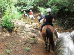 Stormy hill horse trails & tails image