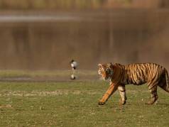 Tiger Woods Kanha Resort & Spa (Tiger Sanctuary) image